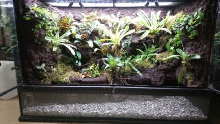 Paludarium, Tropenpflanzen, Pfeilgiftfrösche München Paludarium, Tropenpflanzen, Pfeilgiftfrösche München