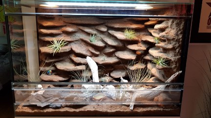 Leopardgecko Terrarium, 3D Rückwand, München Leopardgecko Terrarium, 3D Rückwand, München