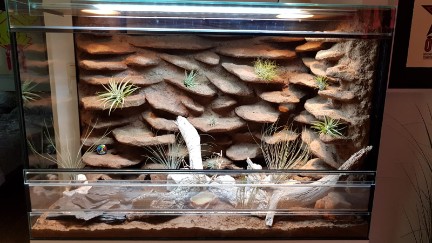 Leopardgecko Terrarium, 3D Rückwand, München