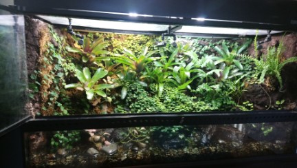 Tropenterrarium, Paludarium, Tropenpflanzen kaufen Tropenterrarium, Paludarium, Tropenpflanzen kaufen